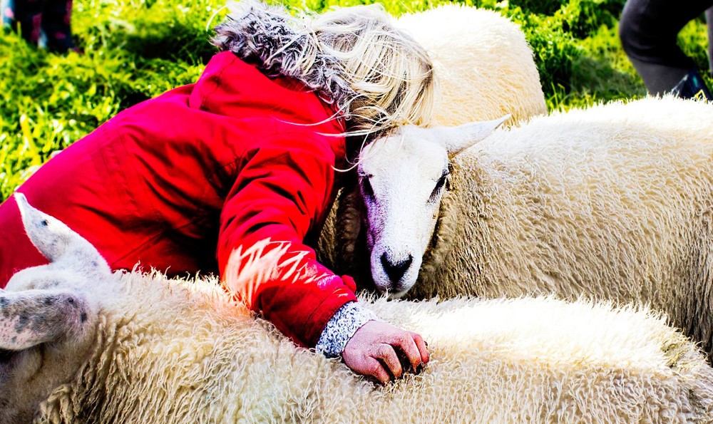 Cuddle a Sheep Day