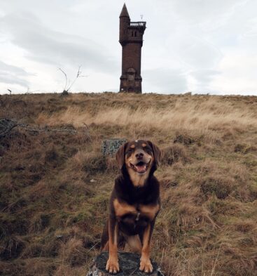 Dog at Airlie Monument, near Kirriemuir