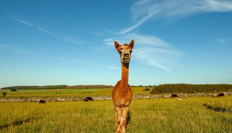Alpaca Walking Experience, Newton Farm Holidays, near Forfar