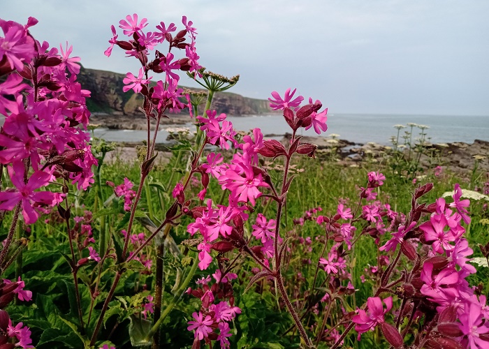 Wildflowers on the Angus coast