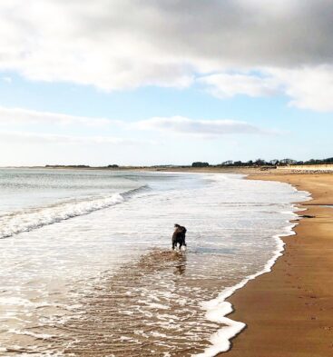 Dog at Arbroath Beach