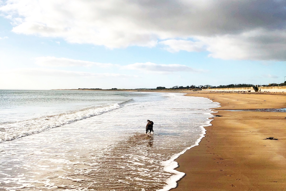 Dog at Arbroath Beach