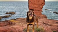 Dog at Arbroath Cliffs