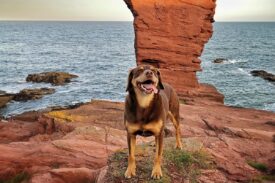 Dog at Arbroath Cliffs