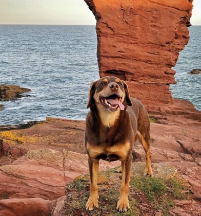 Dog at Arbroath Cliffs