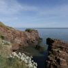 Arbroath Seaton Cliffs, one of Angus' many coastal attractions.
