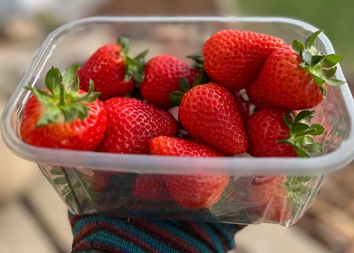 Balhungie Berry Farm