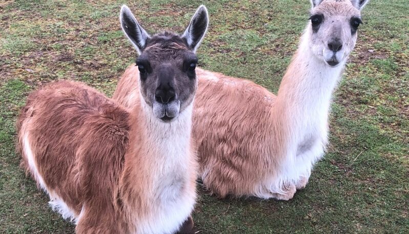 Balnuith Alpacas