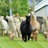 Balnuith Alpacas