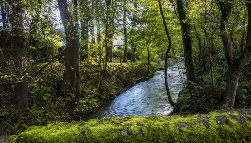 Woodland at Barry Mill, Carnoustie