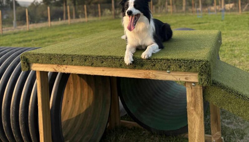 Collie resting at Brechin Dog Park