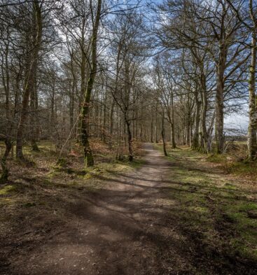 Caddam Woods, Kirriemuir Walking Route