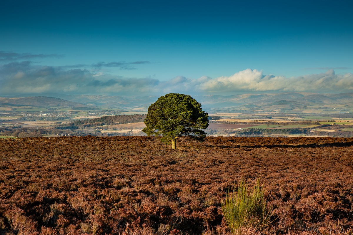 Carrot Hill, near Forfar