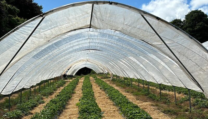 Pick your own produce at Charleton Farm, near Montrose