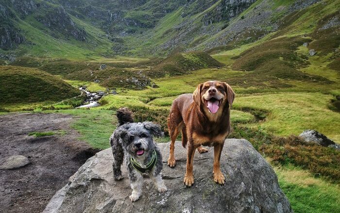 Dog at Corrie Fee