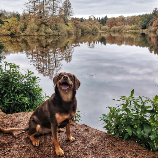 Dog at Crombie Country Park, near Monifieth