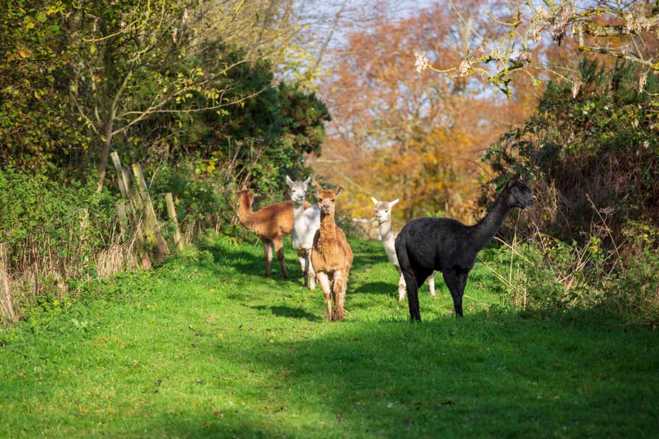 David’s Hill Alpacas, Arbroath