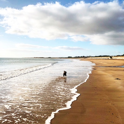 Dog at Arbroath Beach
