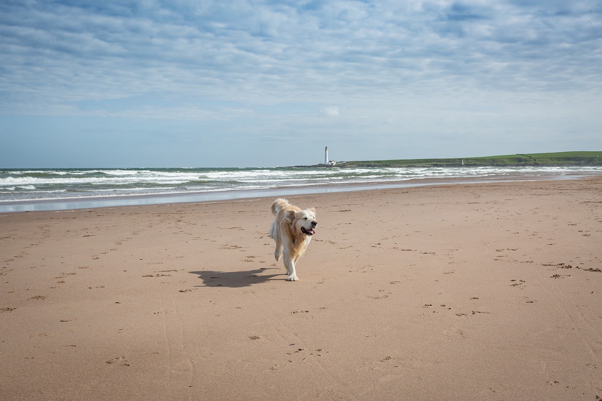 Dog at Montrose Beach