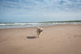 Dog at Montrose Beach