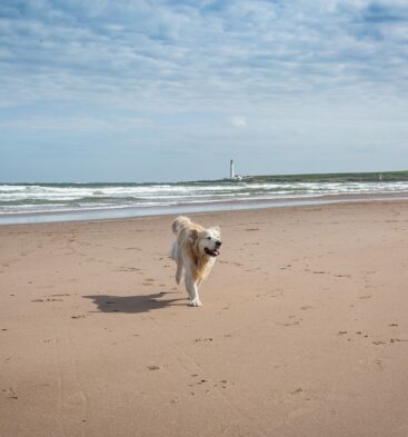 Dog at Montrose Beach