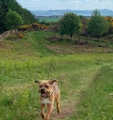Dog at the Sidlaws