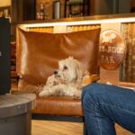 Dog at Wee Bear Cafe