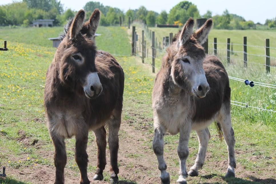 Two donkeys stand side-by-side in a fenced pasture. The donkey on the left is dark brown with a white muzzle, while the one on the right is a lighter brown and white. They are looking directly at the camera. In the background, a fence extends into the distance, and trees and fields are visible under a bright sky.