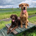 Drumgley Dog Park, Forfar