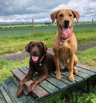 Drumgley Dog Park, Forfar