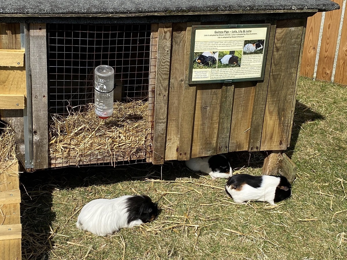 Three guinea pigs, two black and white and one mostly white, are resting on the grass in front of a wooden hutch with a wire-mesh enclosure. A water bottle is visible inside the enclosure. A small sign on the side of the hutch identifies the guinea pigs as Lola, Lily, and Luna. The scene is set outdoors on a sunny day.