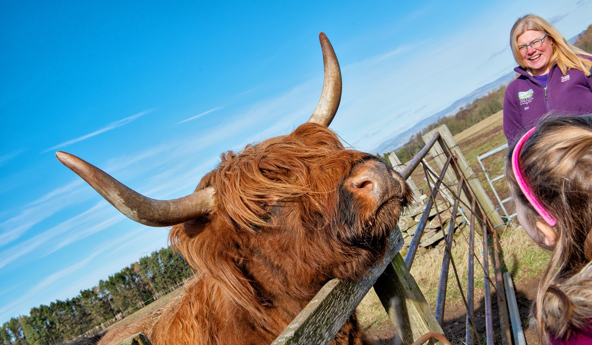Highland Cow at Newton Farm, Forfar, Angus, Scotland