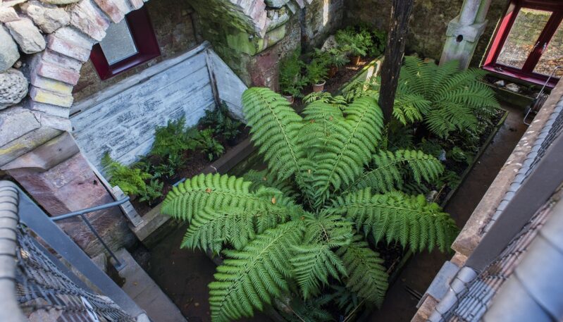 Hospitalfield House fernery, Arbroath