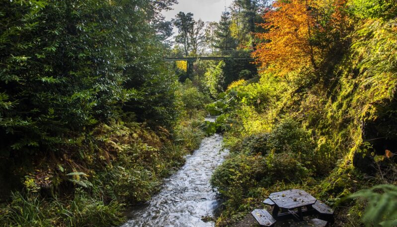 House of Dun woodland, Montrose