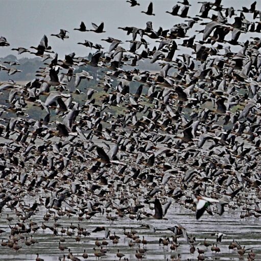 A vast flock of geese is shown in the image, with many birds taking flight. Some of the geese are on the water and mudflats, while hundreds are in the air in a dense cluster. The sky in the background is gray.