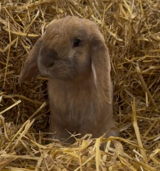 Animal Encounters Summer Series at Upper Dysart, Montrose