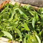 Kinnettles Tea Garden, near Forfar