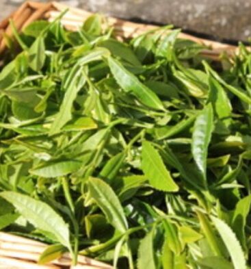 Kinnettles Tea Garden, near Forfar