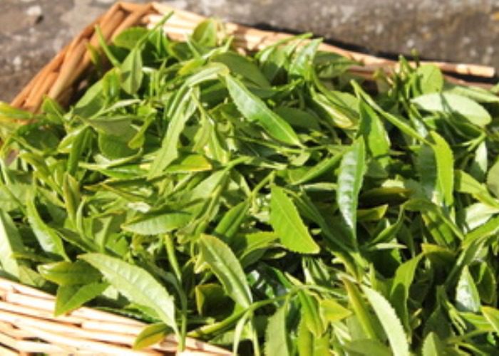 Kinnettles Tea Garden, near Forfar