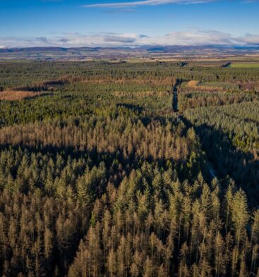 Montreathmont Forest, between Forfar and Montrose