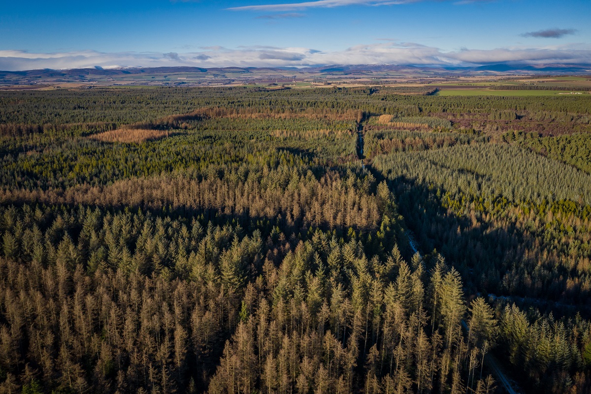 Montreathmont Forest, between Forfar and Montrose