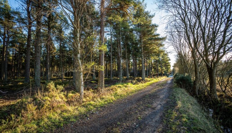 Montreathmont Forest, between Forfar and Montrose