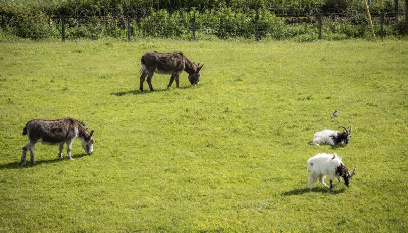 Murton Farm and Nature Reserve, near Forfar