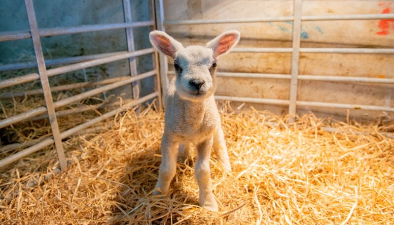 Newton Farm Tours, near Forfar