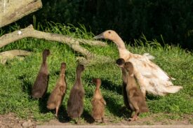 Newton Farm Tours, near Forfar