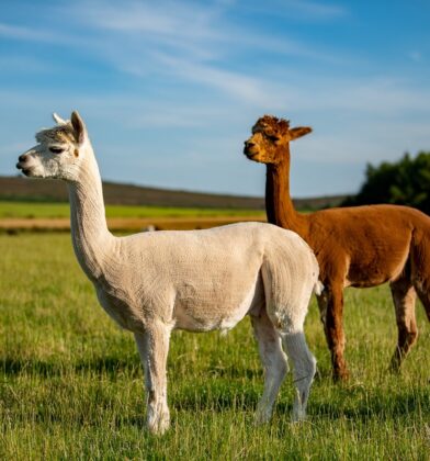 Newton Farm Tours, near Forfar