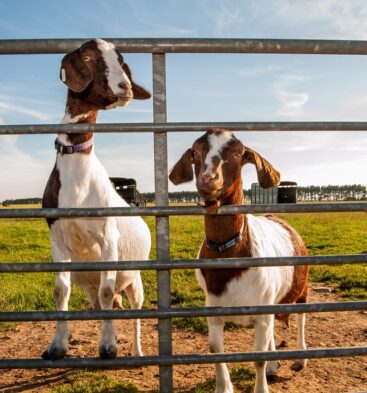 Newton Farm Tours, near Forfar