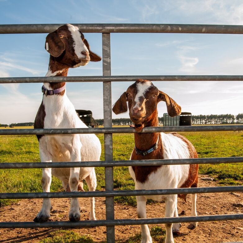 Newton Farm Tours, near Forfar