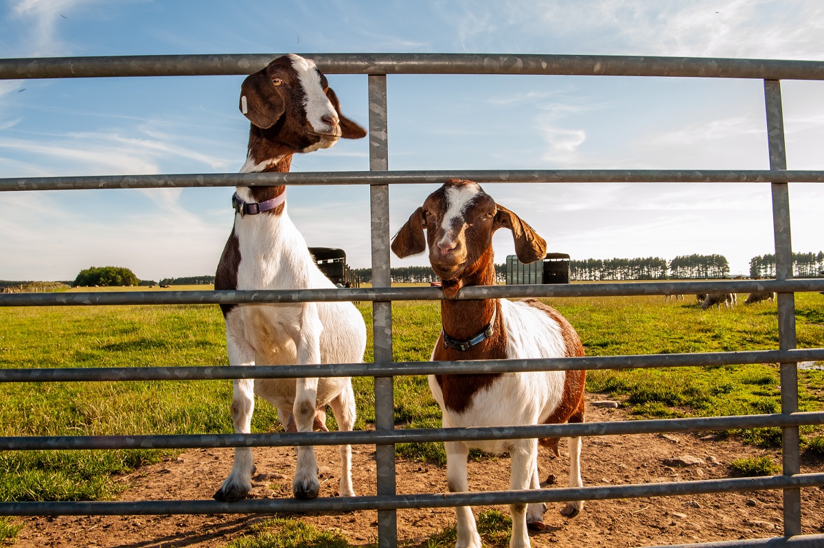Newton Farm Tours, near Forfar