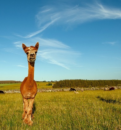 Newton Farm Tours, near Forfar